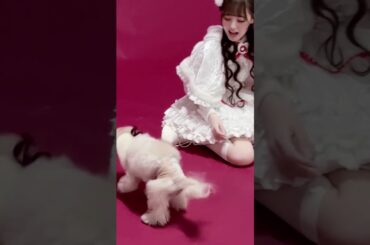 おねむわんわんとわんこるね🐶 #のんふぃく