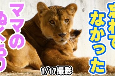 【約2ヶ月ぶり】母に甘えるベガ…ママの表情が優しすぎた❤️