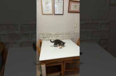 アメリカンショートヘア（2025年12月8日生まれ）1【撮影日：2026.1.24】