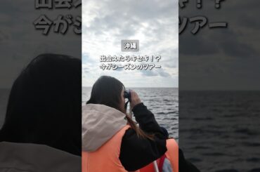 【#沖縄旅行 限定ツアー】冬季の沖縄でしか楽しめないツアーに参加したら最後の最後でキセキの展開が…《沖縄旅行・観光・旅行・Okinawa》#沖縄 #沖縄旅行 #グルメ #japan #okinawa