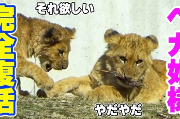 わがままベガ姫様❤️兄アルの優しさにつけこみ、やりたい放題😆