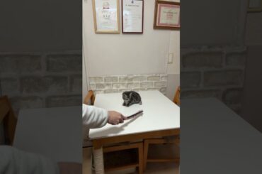 アメリカンショートヘア（2025年12月3日生まれ）4【撮影日：2026.1.24】