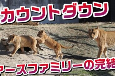 アースファミリーの完結【カウントダウン】 #のんほいパーク #シルク #三つ子 #ライオン #アース #旭山動物園 #桐生が岡動物園 #安佐動物園 #lion  #ベガ #ファミリー
