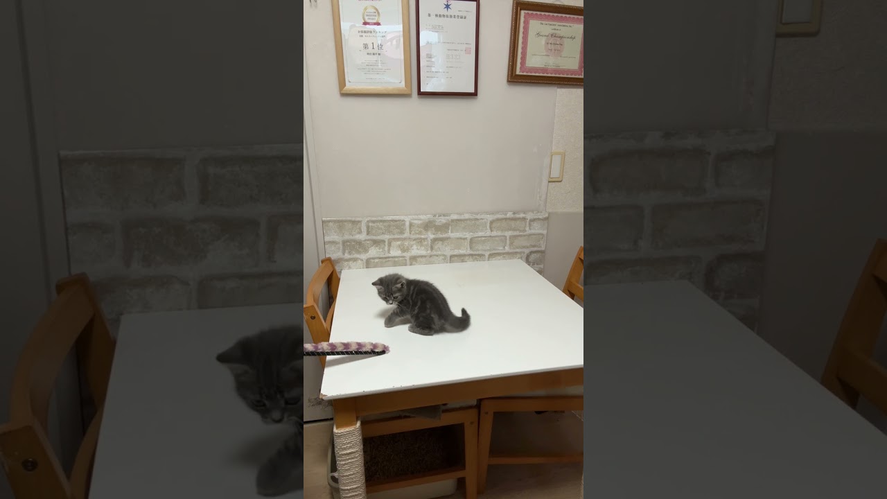 アメリカンショートヘア(2025年12月3日生まれ)2【撮影日:2026.1.24】 アメリカンショートヘア(2025年12月3日生まれ)2【撮影日:2026.1.24】