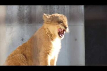 2026.1.31(土)のライオン　のんほいパーク