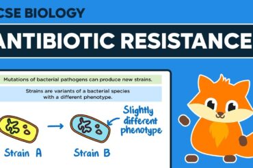 抗生物質耐性 - GCSE生物学