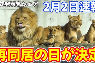 【のんほいパーク】父ライオン・アースの再同居日が決まったのでシェア