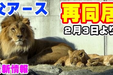 のんほいパークで、父ライオン・アースの再同居が決定したので共有