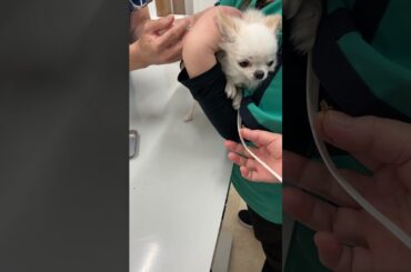 チワワのペロ、ワクチン接種頑張ったもの