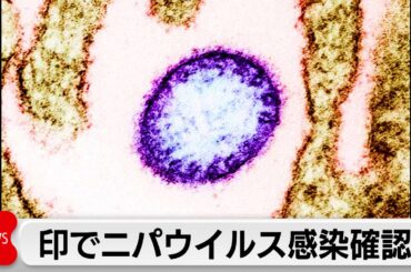 致死率40～75％「ニパウイルス」インドで2件の感染例確認　アジア各国は検疫強化対応も