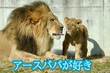 ライオンファミリー　パパもママも大好きなのね【のんほいパーク】Lionfamily Toyohashi Zoo
