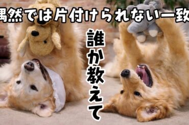 【偶然だけでは片付けられない一致】あーちゃん？輪廻転生信じてもいいですか？