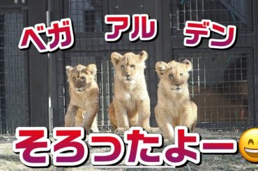 チビーズがそろったよー✌️【三つ子の兄弟妹】 #のんほいパーク #シルク #三つ子 #ライオン #アース #旭山動物園 #桐生が岡動物園 #安佐動物園 #lion #ベガ #兄弟