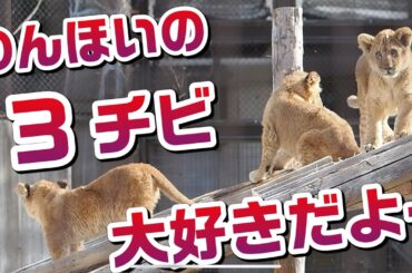 のんほいパークのチビーズ【大好きだよ〜😊】 #のんほいパーク #シルク #三つ子 #ライオン #アース #旭山動物園 #桐生が岡動物園 #安佐動物園 #lion #ベガ #兄弟