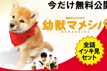 【📺イッキ見 無料配信中】『マメシバ一郎』全話セット！作業用として、イッキ見したい、そんなファンの熱いリクエストに応えました！佐藤二朗の連続ドラマ初主演作