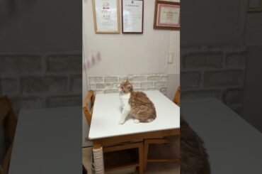 セルカークレックス（2025年9月6日生まれ）2【撮影日：2026.1.25】