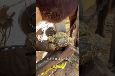 優香くんがお肉になるまで【残り約9ヶ月】