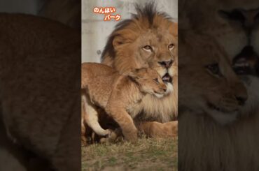 アースと二人の息子👑のんほいパークライオン🤴Safe with Dad 🦁#shorts #lion #baby