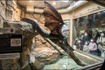 変異種の爬虫類センターを見学してきました