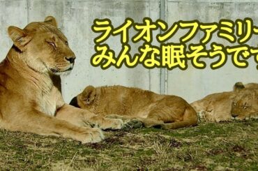 ライオンファミリー　みんな眠そうですね【のんほいパーク】Lion family Toyohashi Zoo
