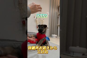 保健所から保護して3日目の一生懸命が可愛すぎた