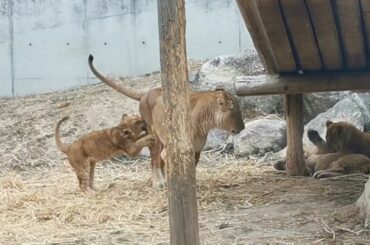 2026.2.7(土)ののんほいパーク　ライオン
