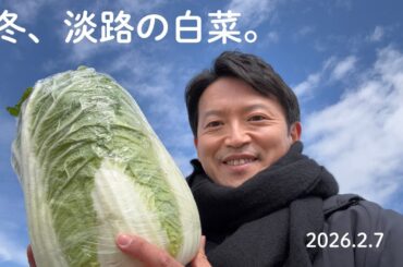 冬、淡路の白菜。2026/2/7