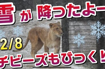 のんほいに雪が降ったよー❄️2/8【チビーズもびっくり】 #のんほいパーク #シルク #三つ子 #ライオン #アース #旭山動物園 #桐生が岡動物園 #安佐動物園 #lion  #雪  #ファミリー