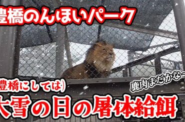 「のんほいパークに雪が積もったよ～!!」豊橋にしては大雪の日曜日、屠体給餌の日。寒さのせいかベガちゃんの歩き方がちょっと心配ですが、雪に震えながらもみんな元気です【のんほいパーク不定期更新】