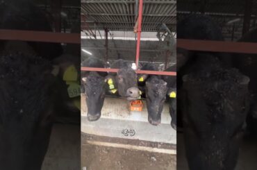 優香くんがお肉になるまで【残り8ヶ月と半月】