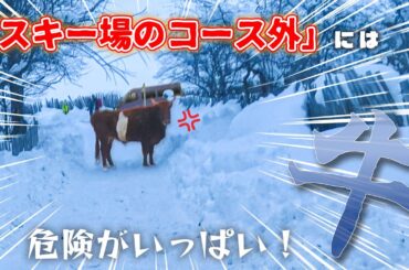 【最終回】ジョージアスキーツアー、スキーヤーと牛の逆鱗に触れる＿Vlog # 4