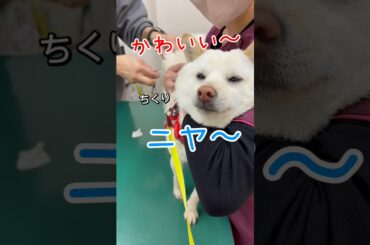 年に一度のワクチン接種の日#ワクチン接種#注射気づかない#病院大好き