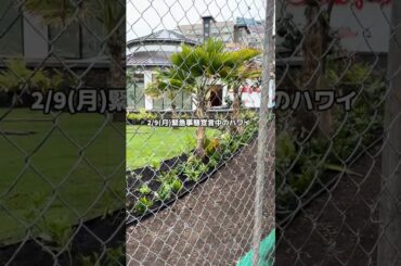 #shorts 2/9（月）緊急事態宣言中のハワイ
