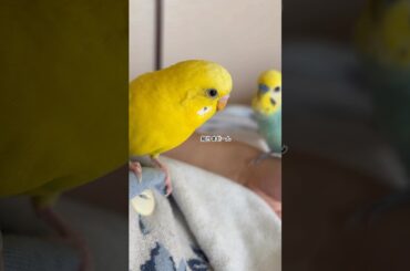 隠れやんちゃ坊主