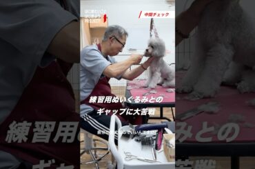 【Vol.8】トリミング：保護犬のトリミングというゴールに向け、中間チェック【愛犬のトリミング】に挑戦！ #はじめたいことはじめよう PROJECT #アコム #三菱UFJフィナンシャルグループ