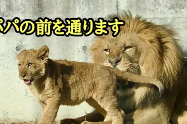 ライオンファミリー　のどかな時間を過ごしています【のんほいパーク】Lion family Toyohashi Zoo