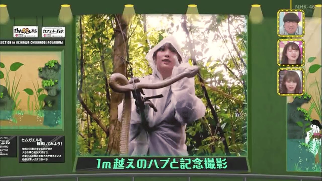 【乃木坂46】与田ちゃんのハブ捕獲【沖縄】
