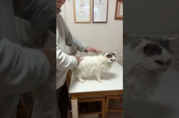 セルカークレックス（2025年2月22日生まれ）2【撮影日：2026.1.25】