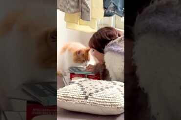 【#大友花恋 さんのコメントムービー】公開中のマドリームvol.66の撮影シーンとともに☕「2月22日（にゃんにゃんにゃんの日）」の猫の日にちなんだ号です。現場のあたたかな空気が伝わると嬉しいです❤