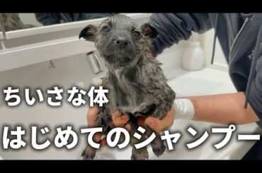 保健所から帰宅、初めてのお風呂で温もりを知る保護犬/自己紹介もしています
