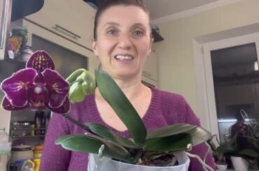 АПТЕЧНАЯ ПЕРЕКИСЬ ВОДОРОДА ДЛЯ ПОЛИВА ОРХИДЕЙ , НО ЕСТЬ ОДНО НО...