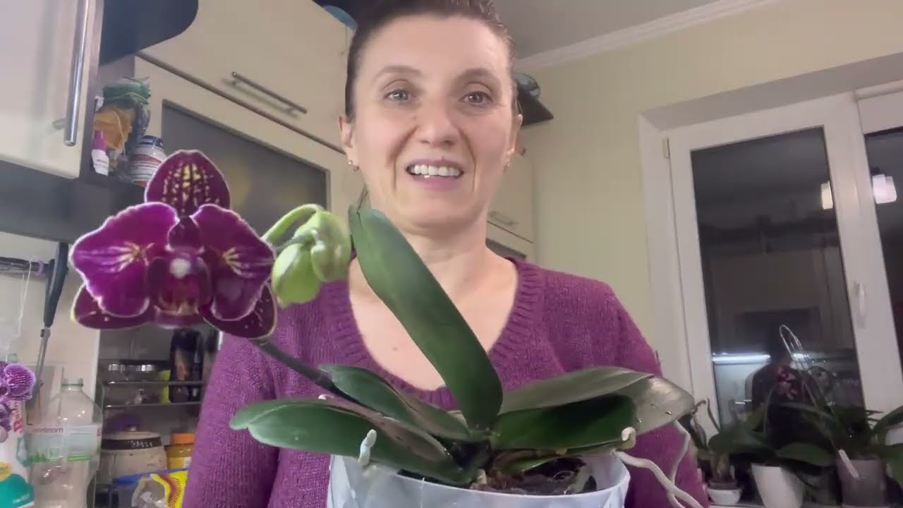 АПТЕЧНАЯ ПЕРЕКИСЬ ВОДОРОДА ДЛЯ ПОЛИВА ОРХИДЕЙ , НО ЕСТЬ ОДНО НО… АПТЕЧНАЯ ПЕРЕКИСЬ ВОДОРОДА ДЛЯ ПОЛИВА ОРХИДЕЙ , НО ЕСТЬ ОДНО НО...