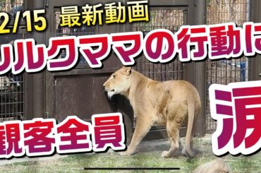 シルクママの行動に観客全員・涙😢【チビーズ初めての屠体給餌】 #のんほいパーク #三つ子 #ライオン #アース #旭山動物園 #桐生が岡動物園 #安佐動物園 #lion  #ハグ  #屠体給餌 #肉