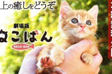 【🎬無料配信中】『劇場版ねこばん』名優・伊武雅刀演じる、慣れない家事に悪戦苦闘する初老の男性と家に日替わりでやって来る猫たちとのハートウォーミングドラマ！猫たちの愛らしいしぐさも見どころ💓