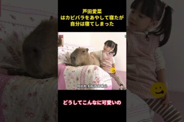 芦田愛菜はカピバラをあやして寝たが自分は寝てしまった #お笑い #面白集 #面白い #shorts