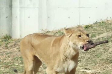 2026.2.22(日)　ライオン　のんほいパーク