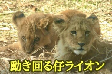 元気な仔ライオンは遊びまわる【のんほいパーク】Lion baby Toyohashi Zoo