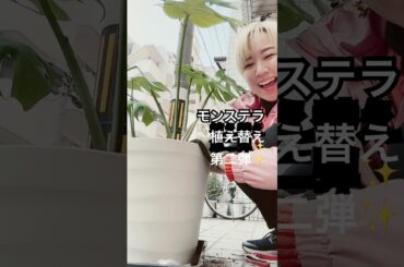 モンステラ植え替え第2弾！#モンステラ#植え替え #第二弾 #観葉植物#ガーデニング