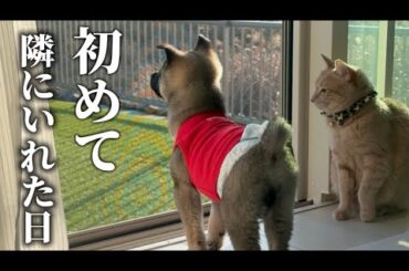 保護犬が初めて先住猫の隣にいられた日”