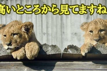 高いところからお客さんを見ている仔ライオンたち【のんほいパーク】Lion baby Toyohashi Zoo